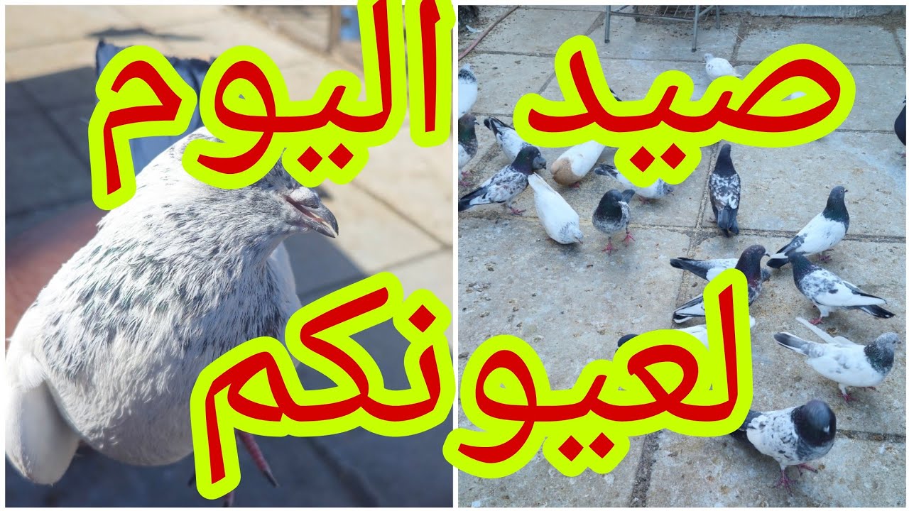 صيد اليوم 🥰وحط غريب وطار🤪صورت التور والفرخات😍وصورت الحمر من داخل البرج😍@