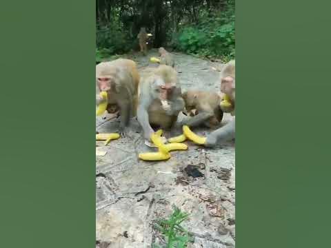 Affen essen Bananen mit ihren Leutenshrtes YouTube