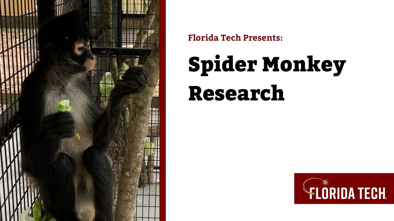 Florida Tech Presents: Spider Monkey Research