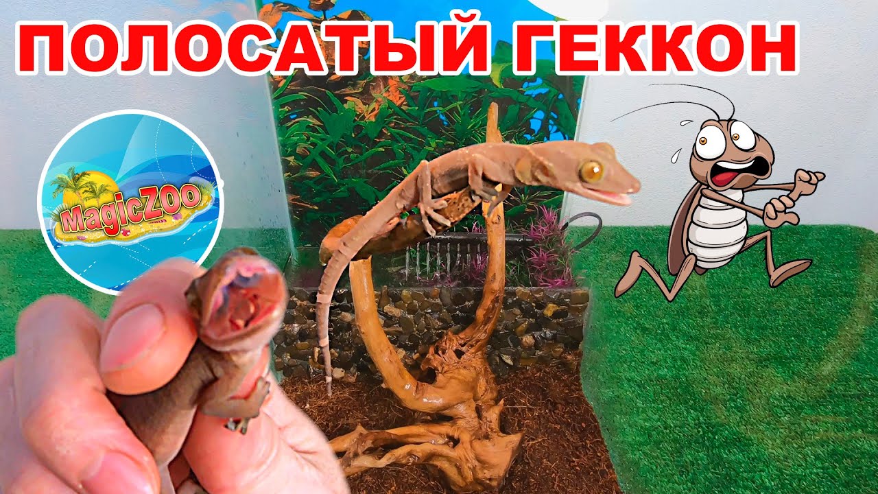 Полосатый геккон. Берегите пальцы! Террариум для ящерицы.