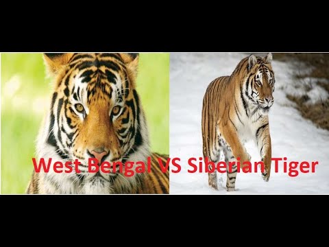 West Bengal Tiger VS Siberian Tiger