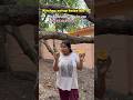 Sarkari ghar ke garden ke phal #shortsfeed #ytshorts #shorts #sarkariawasstories