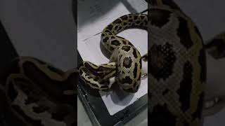 Memberi makan Python Molurus/Sanca Bodo dengan mencit
