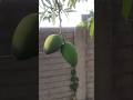 Mamidikaayalu #mamidikayapappu #mamidikayachutny #shorts #ytshorts