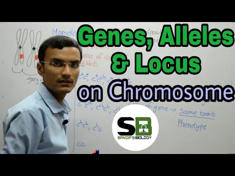 Genes, Alleles and LoWedding Reception on Chromosomes
