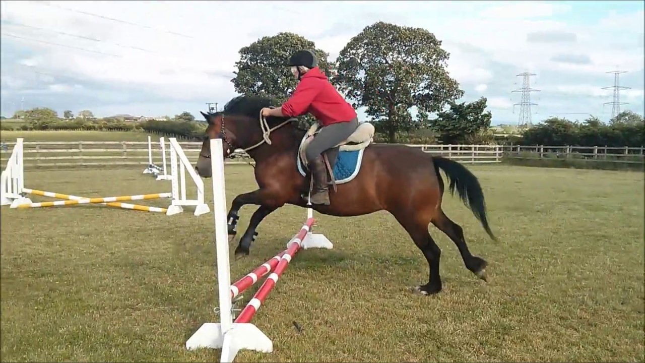 showjumping ireland show jumping bridless ( head collar )