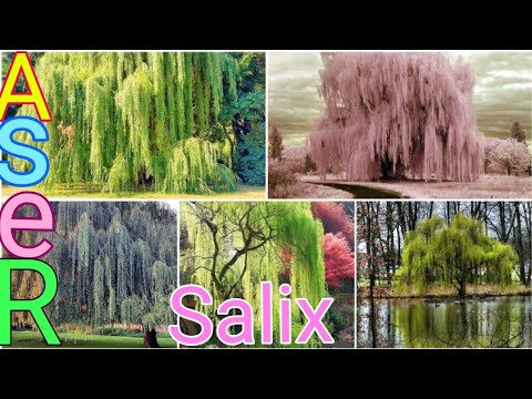 فيديو: كيف تبدو شجرة الصفصاف الباكية في الشتاء؟