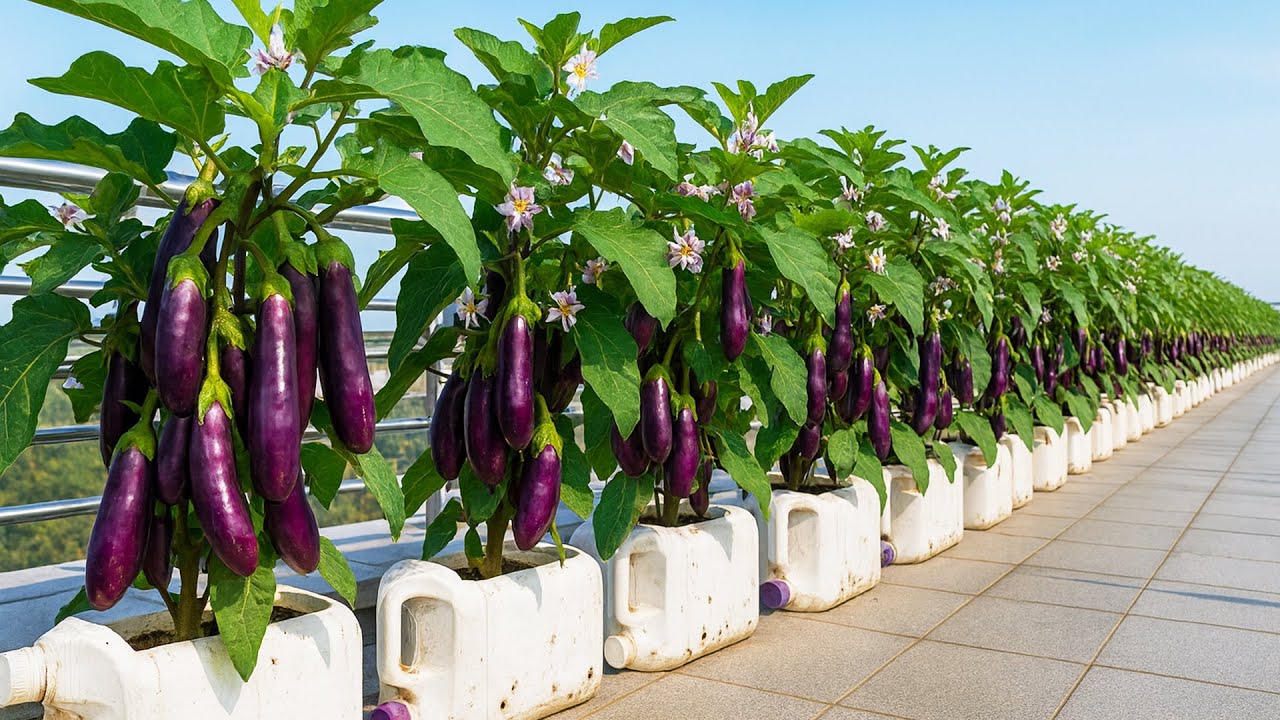 Попробуйте этот способ выращивания баклажанов в бутылке — результаты вас удивят!