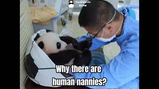 Why Do We Need Human Nannies For The Panda Cubs
