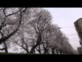 2012足羽川堤防の桜