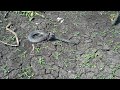 Unique Finding Fish | How To Find Snake In The Mud