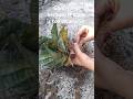 Let's plant a tree 🌴#planting#athome#plants#shortvideo