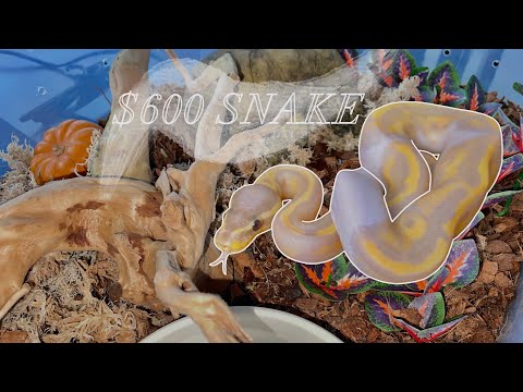 I GOT A $600 SNAKE 🐍 + (making a budget enclosure)