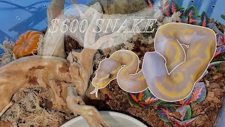 I GOT A $600 SNAKE 🐍 + (making a budget enclosure)