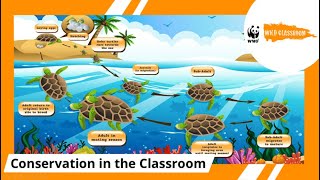 Marine Turtles: Why are they so cool and what can we do to protect them?