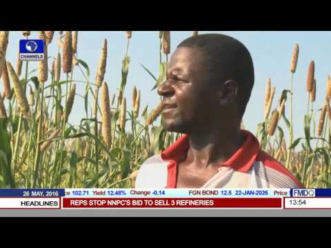 El Nino Induced Drought Causes Maize Shortfalls In Zimbabwe