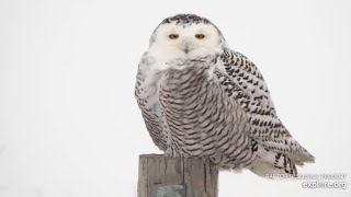 Mississippi River Flyway Cam. Snowy Owl close-up - explore.org 01-16-2022