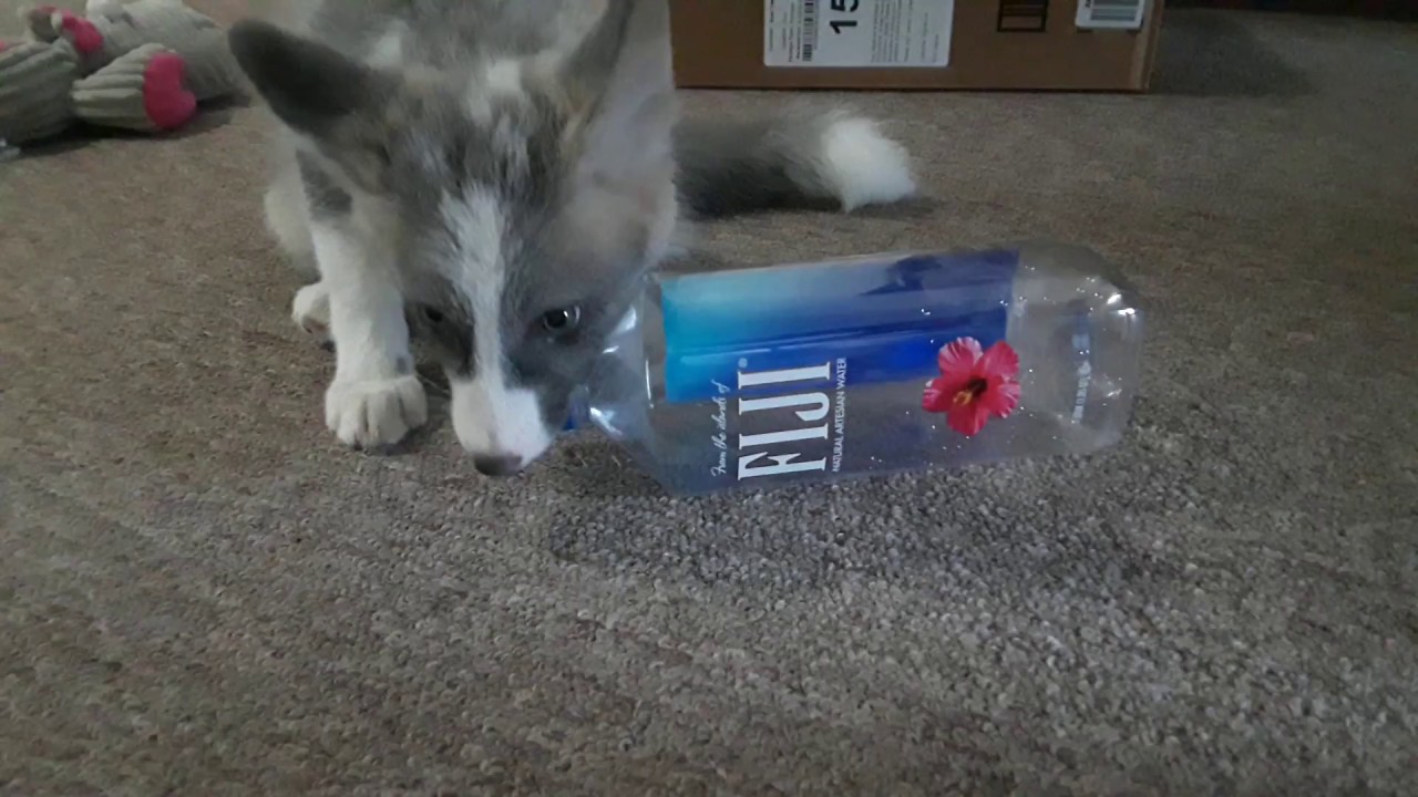 tyrone jose gonzales orama A Fox and a Fiji water bottle