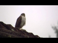 Kobac  sparrowhawk in my backyard ii