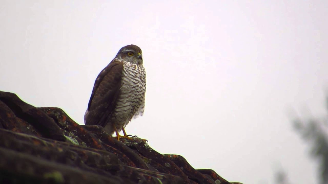 Kobac - Sparrowhawk in my backyard (II.) 