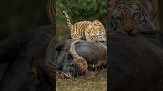 Is Tiger More Powerful Than This Indian Gour By Info Fact News