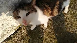 Heavily pregnant Cat showing of her belly by Cats on the Farm 282 views 2 years ago 49 seconds