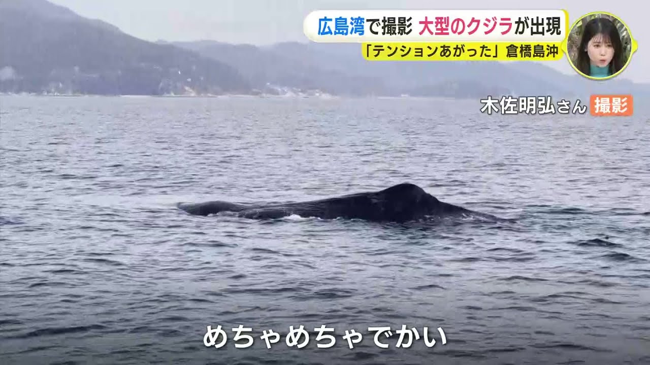 Sperm whale appears in the Seto Inland Sea: 