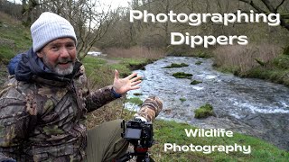 Searching for Dippers - Wildlife photography