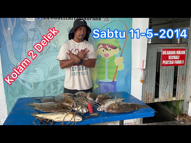 Sabtu 11-5-2024 Aksi di kolam 2 Delek #sportsfishing #fishing #enjoy #angler #strike #fish #grouper class=