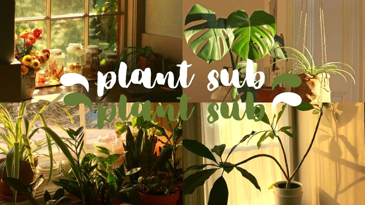 ︵‿︵‿୨♡plant subliminal♡୧‿︵‿︵ // forelsketrnk