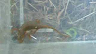 Triton Commun-Lissotriton Helveticus