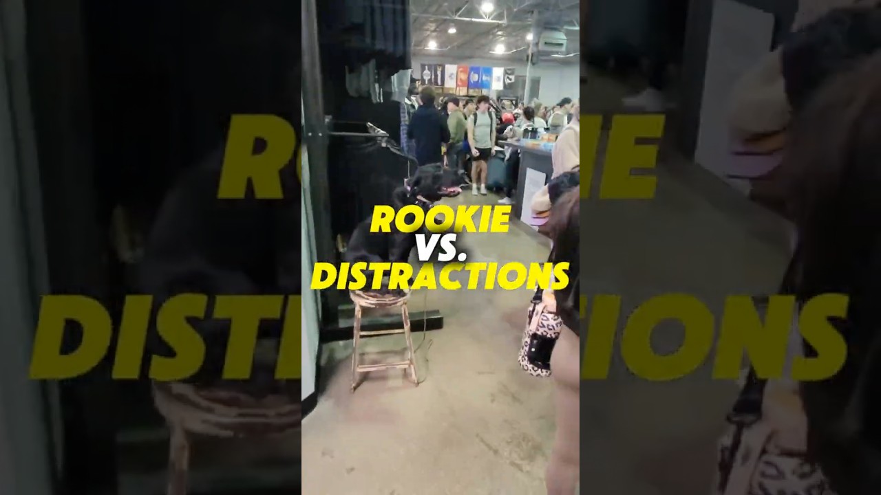 Dallas Dog Training Challenge: Who Has the BEST PUP? 🐶