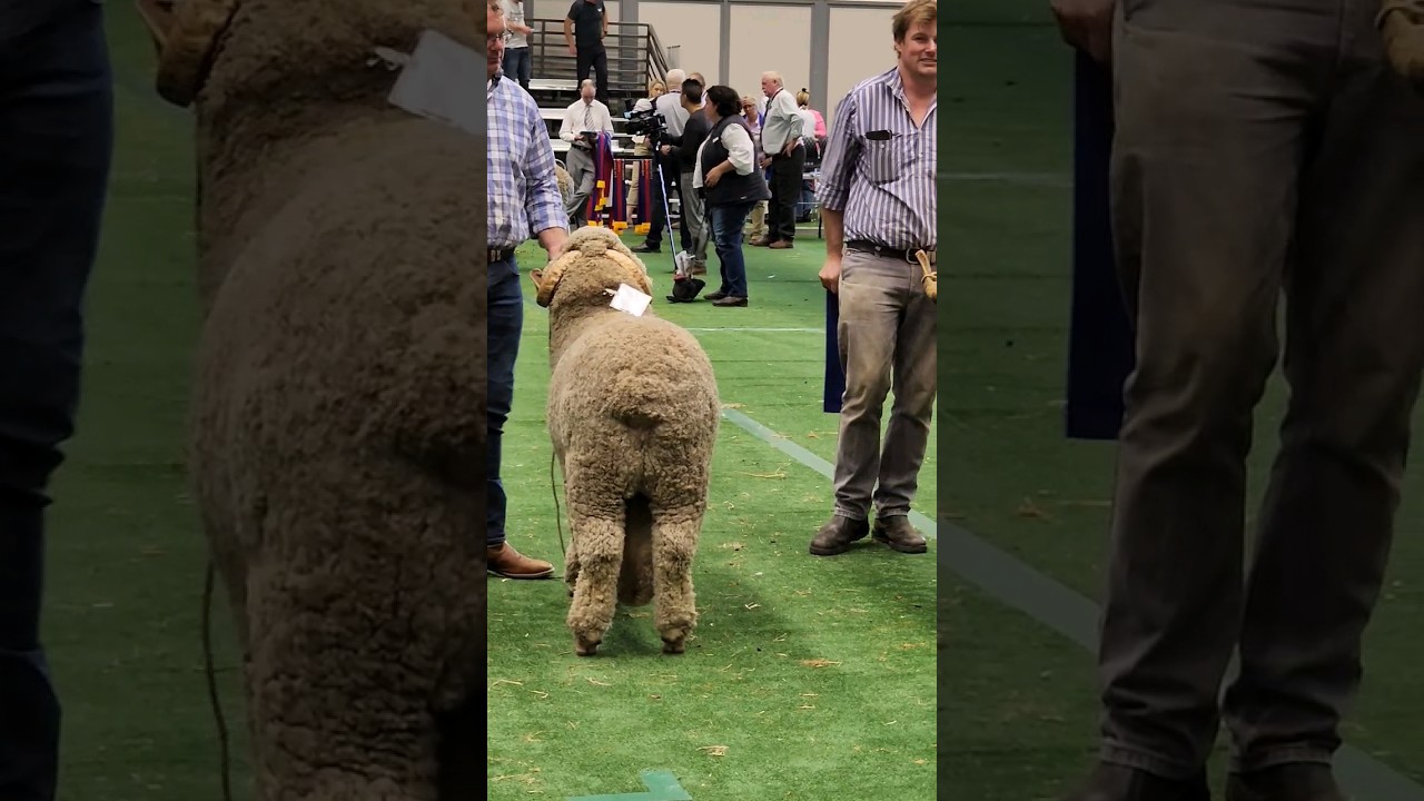 Sheep 🐑 and Fleece Show 