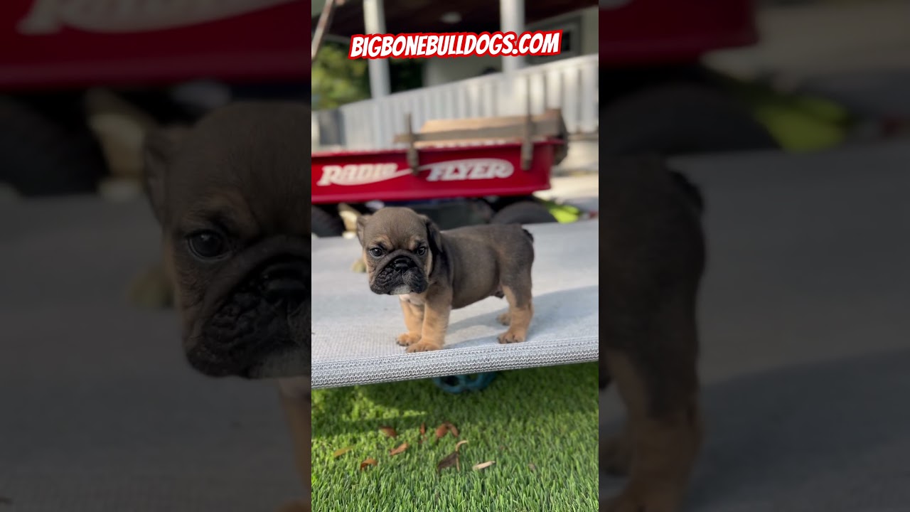 Very RARE!!! A Sable mini English Bulldog ‼️😱🤩😍 