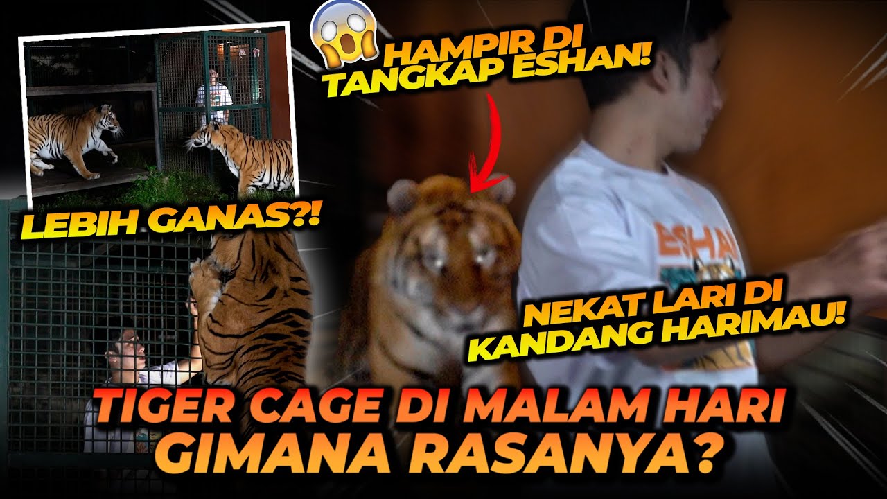 NEK4T! LARI DARI TIGER CAGE DI MALAM HARI HAMPIR DITANGKEP ESHAN! NIGHT TIGER CAGE x EXTREME CONTENT
