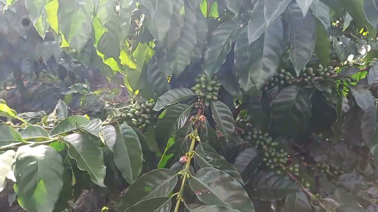 Variedad Catuai o Catigua Mg2 Isnos-Huila,  Colombia 
