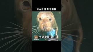 개꿀잼 몰카 동물들