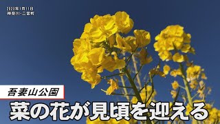 吾妻山公園で菜の花が見頃を迎える