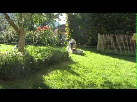 Video: Come Acquistare Un Cucciolo Di Wire Fox Terrier