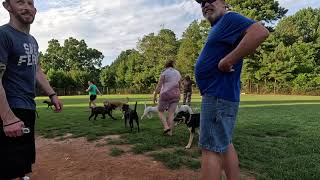 Dog Park: OMG what a night, all the usual suspects plus more way more showed up for some pup time.