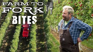 Shuh Orchards: "The Apple Doesn't Fall Far From The Tree" - Farm to Fork Bites Farm To Fork Best Apple Varieties