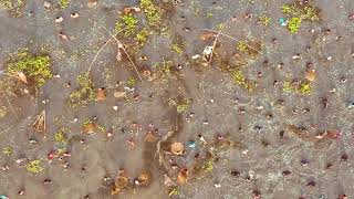 Discover Charm Of Village Life In Bangladesh Instavid