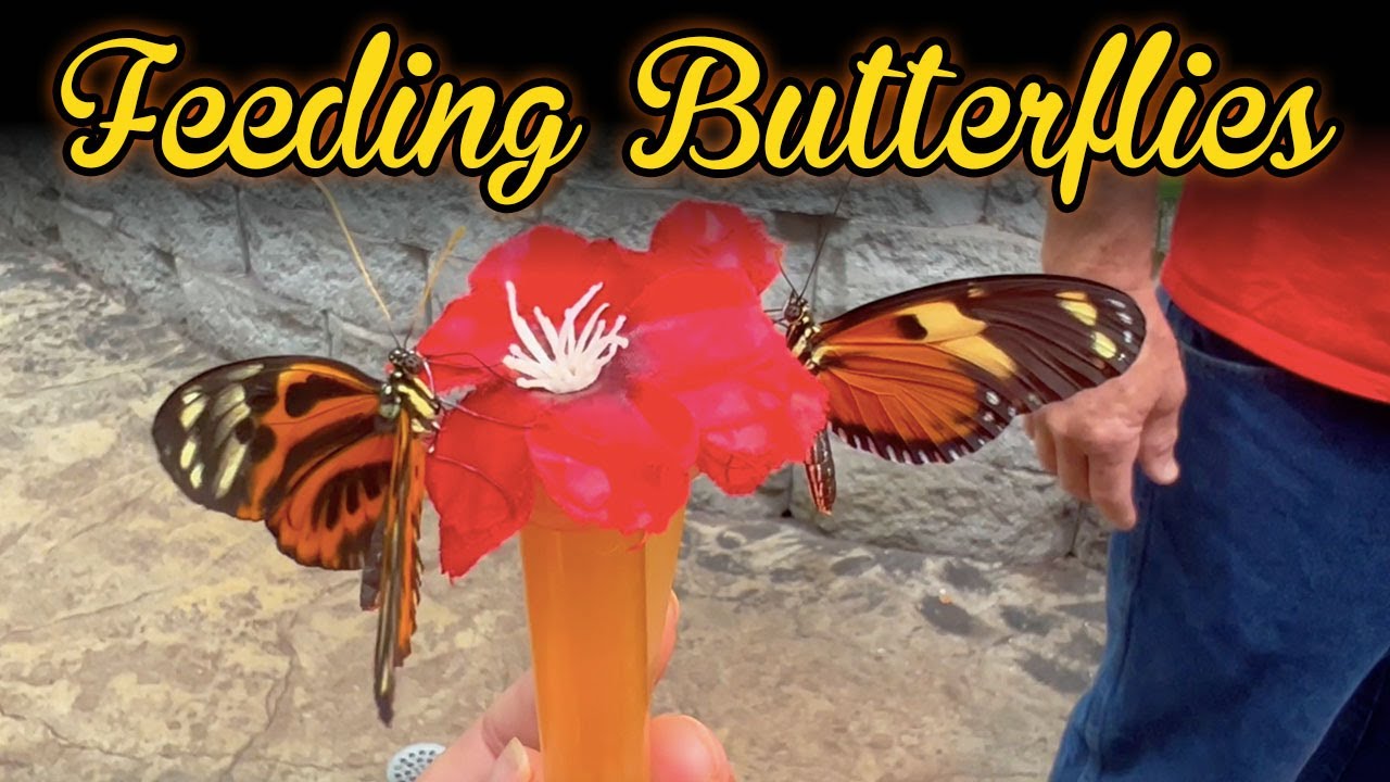 Feeding Butterflies Butterfly Palace Branson, MO YouTube