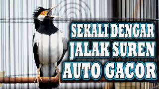 Download lagu JALAK SUREN  INI BISA MEMBUAT JALAK SUREN LAIN AUTO GACOR  #jalaksurenindonesia