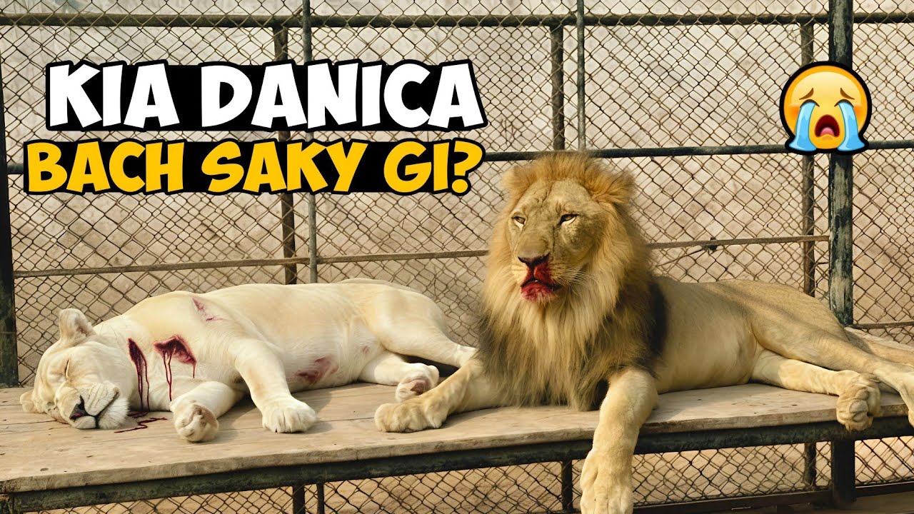 Mr T Ne Danica Ko Zakhmi Kar Dia! 😱 Dangerous Fight Vlog Waqas Wild Farm 