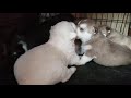 Alaskan Husky puppies exploring 2 weeks old