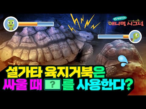 [시크릿 주주] 딱딱한 등껍질, 울퉁불퉁한 다리! 설가타 육지거북의 특급 시크릿 / YTN 사이언스