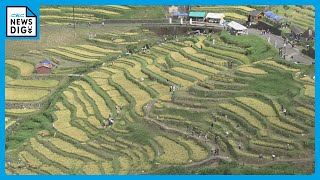 風光明媚な1340枚の棚田で秋の収穫　“丸山千枚田”で300人のオーナーらが稲刈り