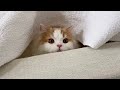 🍋ひとりでかくれんぼしてる猫と遊んでみた
