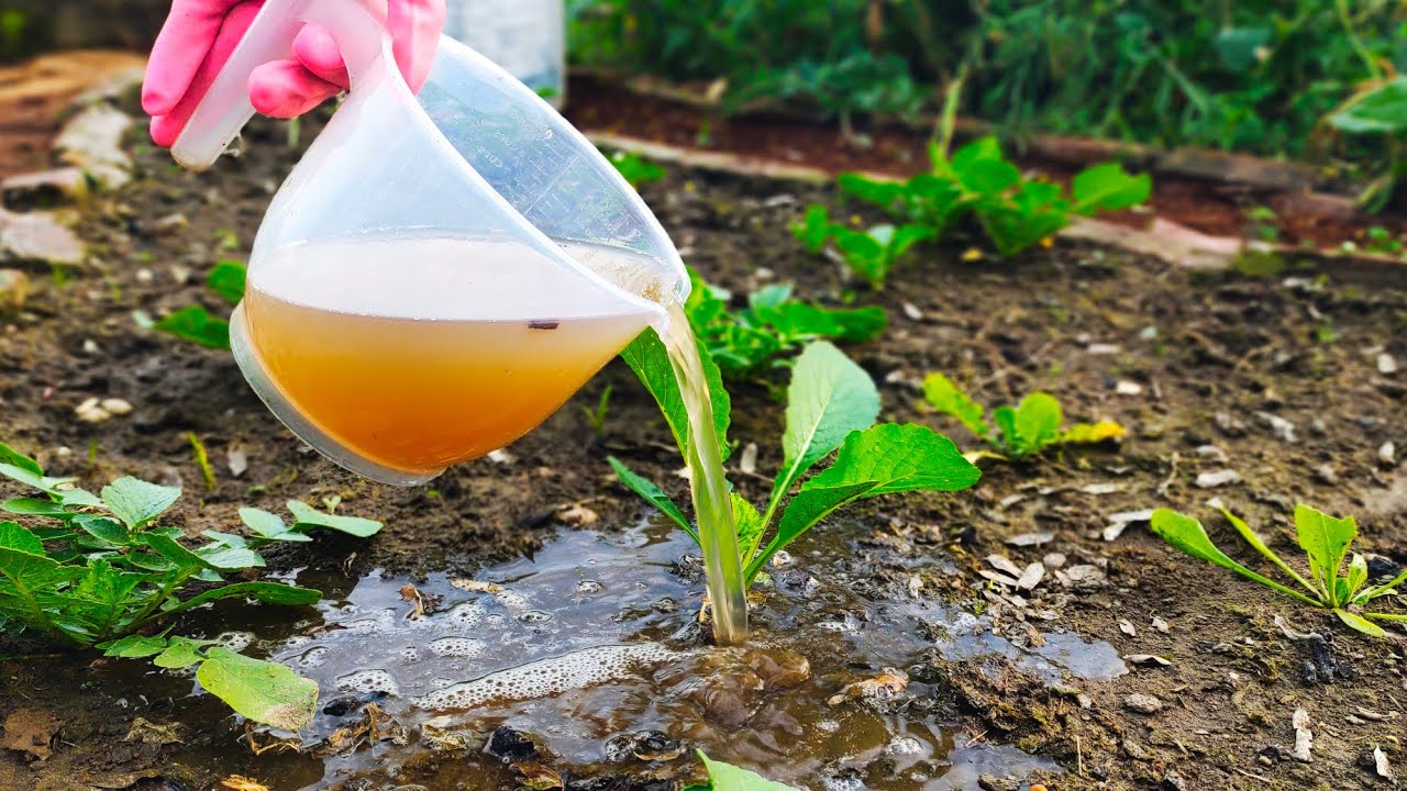 Хватит выбрасывать фруктовую кожуру! Приготовьте это богатое питательными веществами удобрение дома